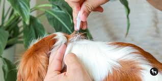 Flea Treatments